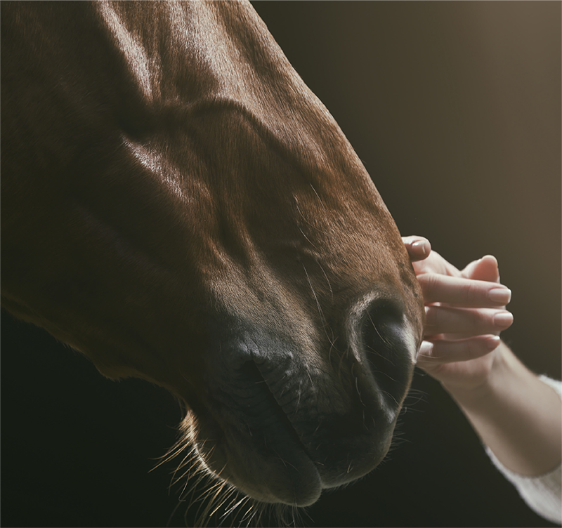 Horse Care